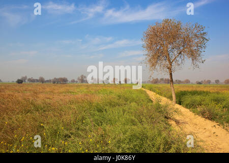 a mustard crop ripening with acacia trees and sandy soil in rajasthan india under a blue cloudy sky in springtime Stock Photo