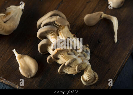 Raw Organic Oyster Mushrooms in a Bunch Stock Photo