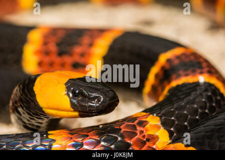 A close up of Eastern Coral Snake at Apalachicola National Forest in Florida. Stock Photo