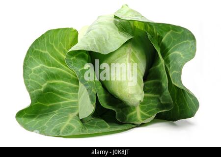 pointed cabbage from organic farming isolated on white background Stock Photo