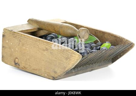 freshly harvested blueberries in an old blueberry rake isolated on white background Stock Photo