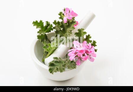 Fresh bloomed citronella in a mortar on white background Stock Photo