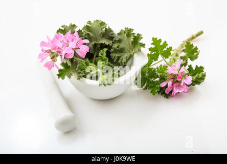 Fresh bloomed citronella in a mortar on white background Stock Photo