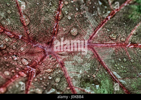 Water Drops Veined Abstract Leaf Veins Leaf Droplets Stock Photo