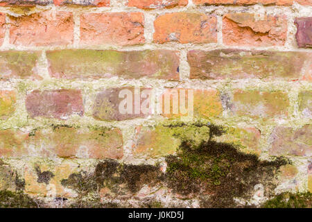 Red brick wall with moss. Stock Photo