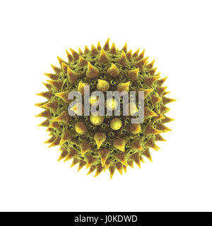Pollen grain isolated on white ,Pollen allergy is also known as hay fever or allergic rhinitis