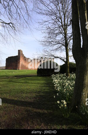 Ruin of Penrith Castle in springtime with daffodils Cumbria UK  April 2017 Stock Photo