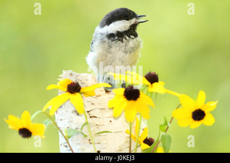 A Black-capped Chickadee calling among yellow flowers (black-eyed susans) during summer in California. Stock Photo