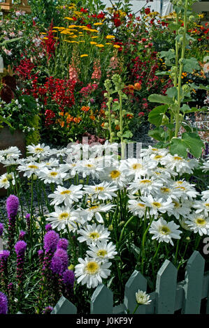 Close up of a flower border with Leucanthemum x superbum 'Wirral Supreme' Stock Photo