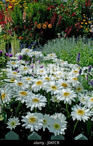 Close up of a flower border with Leucanthemum x superbum 'Wirral Supreme' Stock Photo