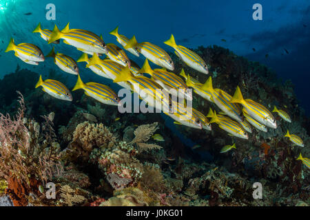 Shoal of Bluestripe Snapper, Lutjanus kasmira, Raja Ampat, West Papua, Indonesia Stock Photo