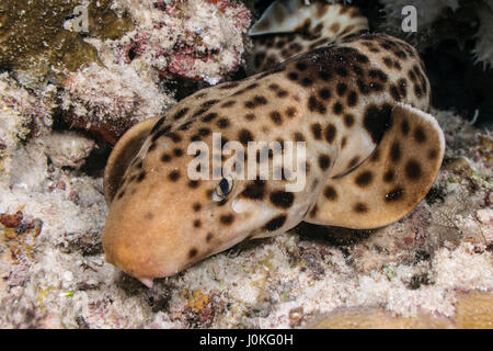 freycinets epaulette shark