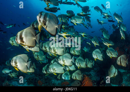 Shoal of Longfin Batfish, Platax teira, Raja Ampat, West Papua, Indonesia Stock Photo