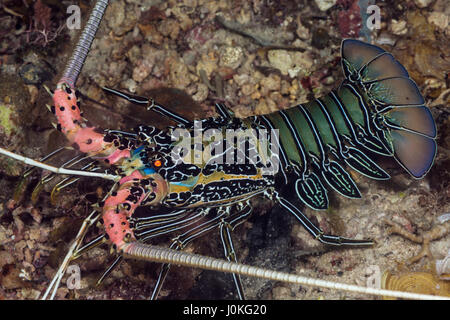 Painted Spiny Lobster, Panulirus versicolor, Raja Ampat, West Papua, Indonesia Stock Photo