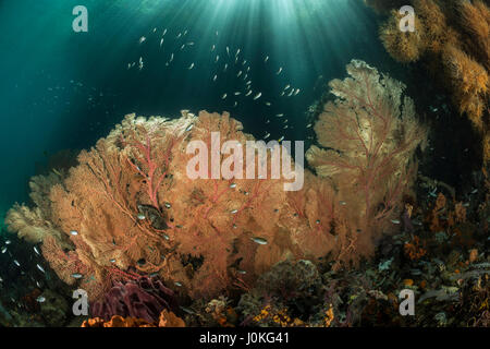 Corals growing near Mangroves, Melithaea sp., Raja Ampat, West Papua, Indonesia