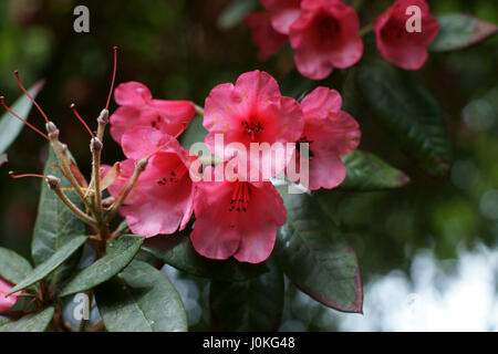 Rhododendron 'Winsome' Stock Photo
