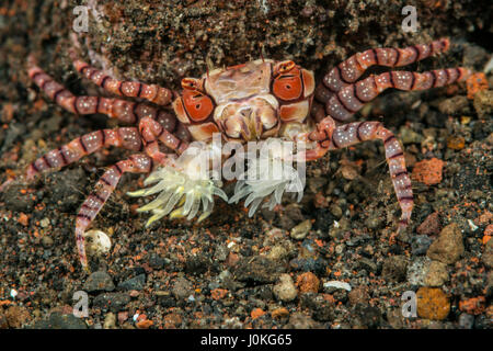 Boxer Crab, Lybia tessellata, Bali, Indonesia Stock Photo