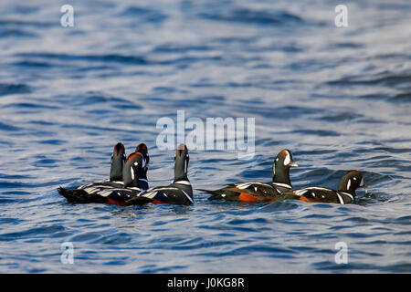 Harlequin ducks (Histrionicus histrionicus), flock of males swimming at sea in winter Stock Photo