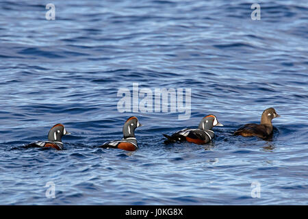 Harlequin ducks (Histrionicus histrionicus), flock of males following female swimming at sea in winter Stock Photo