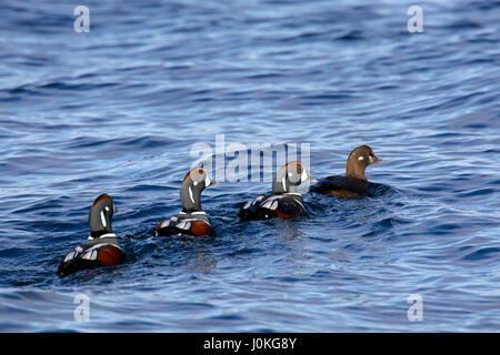 Harlequin ducks (Histrionicus histrionicus), flock of males following female swimming at sea in winter Stock Photo