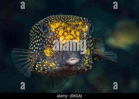 Spotted Boxfish, Ostracion meleagris, Bali, Indonesia Stock Photo