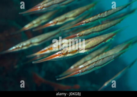 Razorfish, Aeoliscus strigatus, Bali, Indonesia Stock Photo