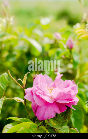 Real Bulgarian Damascena Rose from Rose Valley Stock Photo