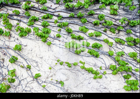 Ivy or Hedera creeping on wall Stock Photo