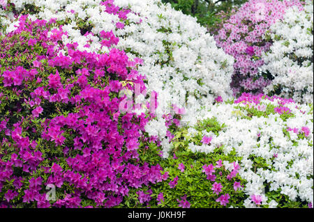 Pink flowers of George Taber azalea during blossom Stock Photo