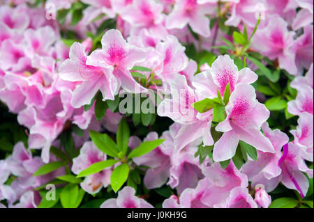 Pink flowers of George Taber azalea during blossom Stock Photo