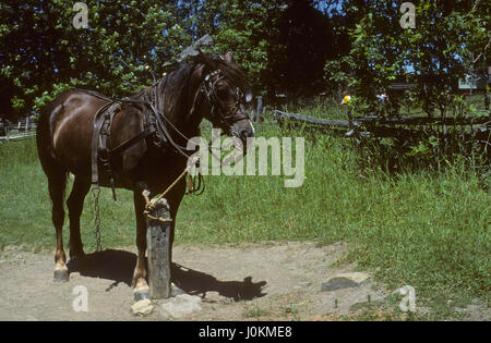 Horse at hitching post, Upper Canada Village, Ontario, Canada Stock Photo