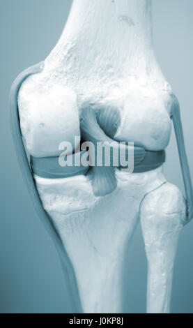 Knee and meniscus medical study student anatomy model showing bones, tendons and ligaments for teaching in clinic. Stock Photo