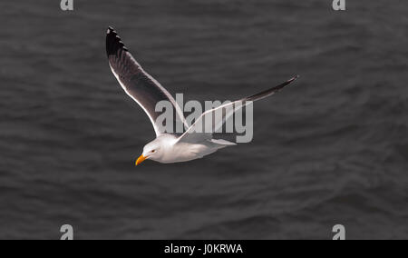 A seagull flying low above the ocean. Stock Photo