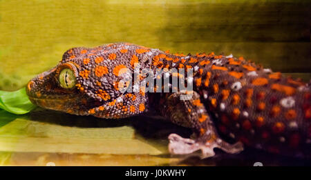 orange-brown spotted gecko Stock Photo