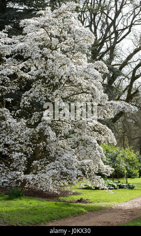 Magnolia x proctoriana tree in flower in April. Batsford Arboretum. Moreton in Marsh, Gloucestershire, England Stock Photo