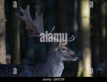 Fallow deer in Bergtierpark Blindham -  Bavaria - Germany