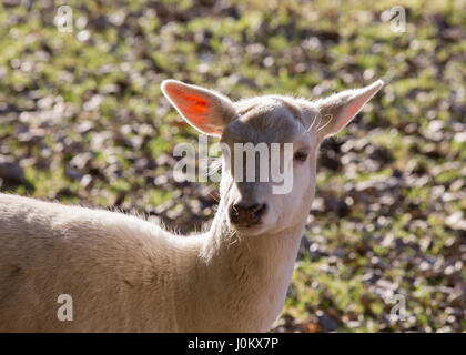 White fallow deer in Bergtierpark Blindham -  Bavaria - Germany Stock Photo