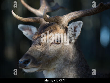 Fallow deer in Bergtierpark Blindham -  Bavaria - Germany