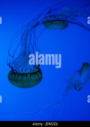 Pacific sea nettle jellyfish in the Aquarium of Quebec Stock Photo