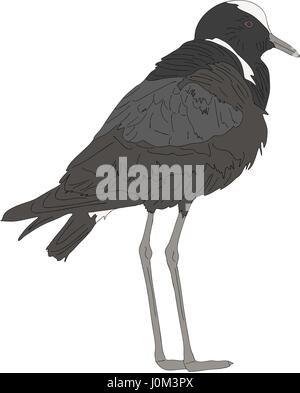 Portrait of a Blacksmith Lapwing on the ground  Stock Vector