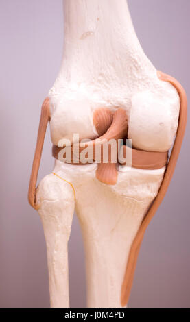 Knee and meniscus medical study student anatomy model showing bones, tendons and ligaments for teaching in clinic. Stock Photo