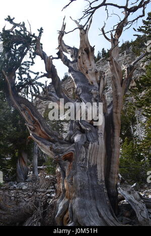 Bristle cone pine of Great Basin National Park, Nevada