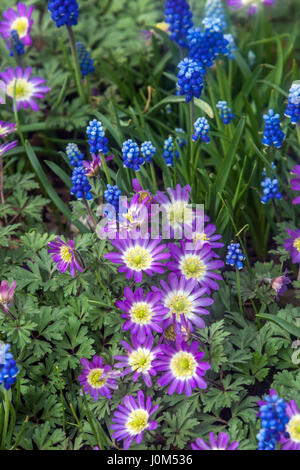 Anemone blanda 'Pink Star' known as Balkan anemone, Grecian windflower or winter windflower in bloom, Muscari Stock Photo