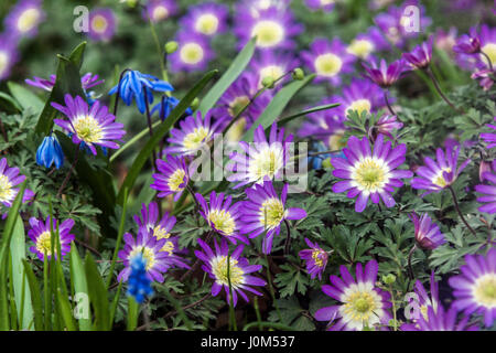 Anemone blanda 'Pink Star' known as Balkan anemone, Grecian windflower or winter windflower in bloom Stock Photo