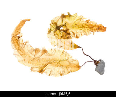 Saccharina latissima (Sugar Kelp) with holdfast attached to a rock; photographed on a light box/white background (horizontal orientation.) Stock Photo