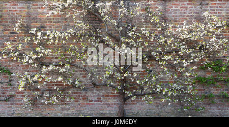 Espalier Plum Tree 'Kirkes Blue' Stock Photo