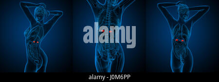 3d rendering medical illustration of the human adrenal glands Stock Photo