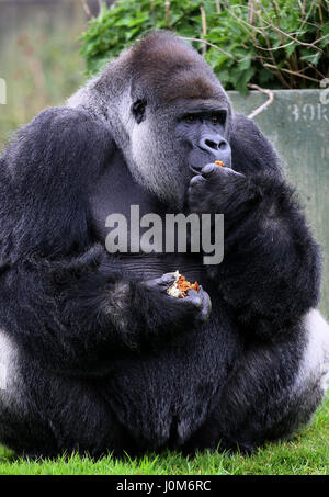 biggest silverback gorilla recorded