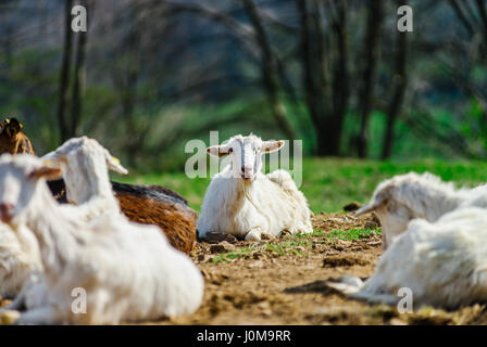 Funny goats on farmland pasturage, sunny day, Alsace, France Stock Photo