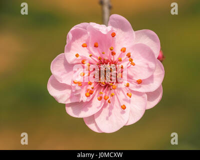 Flowers in spring series: plum blossoms in park. Stock Photo